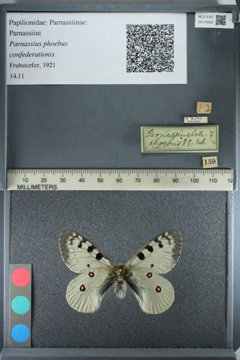Media type: image;   Entomology 174362